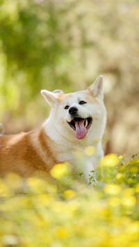 Why Dogs Love Biting Towing Ropes 4