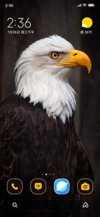 Bald Eagle