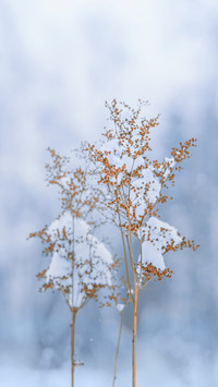 古诗词里的小雪
