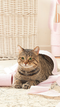 犯错之后的猫咪