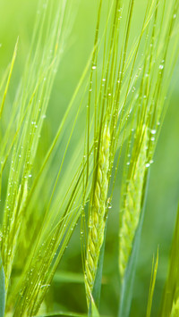 二十四节气之谷雨