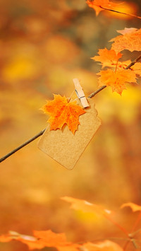 Beautiful Autumn Background with Orange Maple Leaf