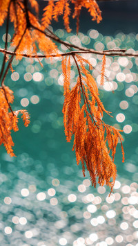 Metasequoia glabra