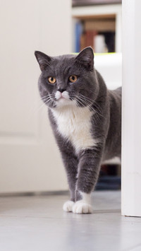 Why do cats resist bathing 9