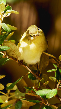 The chirping birds in the tree