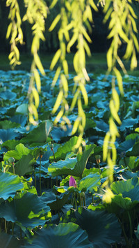 Summer solstice, lotus pond, drooping willows, gentle breeze
