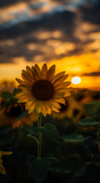Sunflower Dream (15)