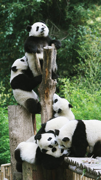 Giant pandas can also climb fences 45