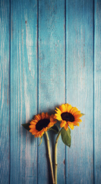 Sunflower Dream (9)