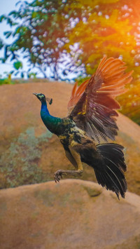 LANDSCAPE_PRAPTURE (16)