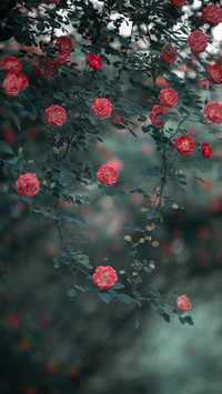 It's rose season again
