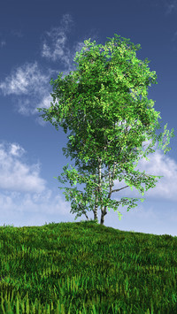 Green grass and blue sky