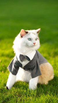 Why are female cats better than male cats 34