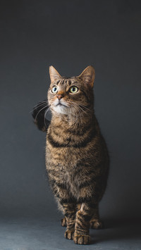 How to select canned cats 8