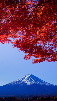 Deep fried maple leaves at the foot of Mount Fuji 40