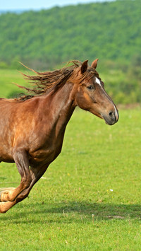 The horse is running on the grassland