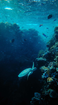 Marine (38)