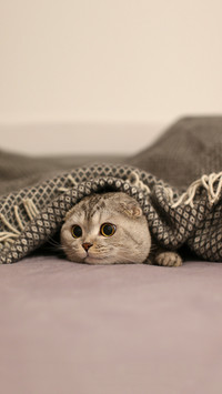 Scottish Fold cat hiding under a blanket