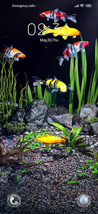Koi In The Palm
