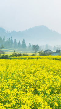 油菜花开