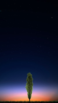 A Tree at Sunrise