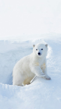 Polar Bear Cub Coming out Den