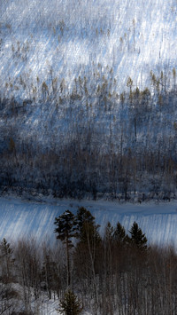 The forest sea and snowy plain shine brilliantly