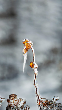 Rare frozen rain enters the yangtze river delta
