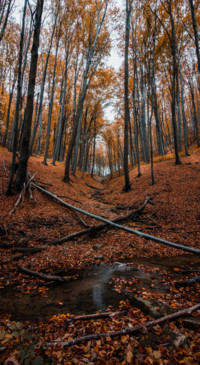 Roads &amp; Pathways (40)