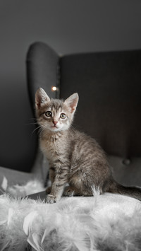 A small gray kitten looks through the window