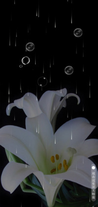 百合花开