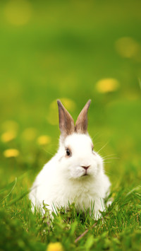 Rabbit Playing on the Grass