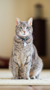 Indoor tiger spotted cat 81