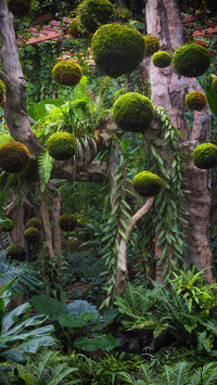 Dense forest landscape