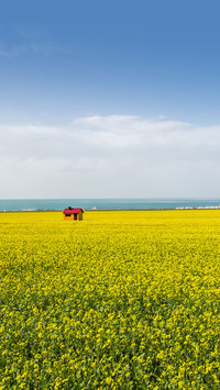 Rape flower field 67