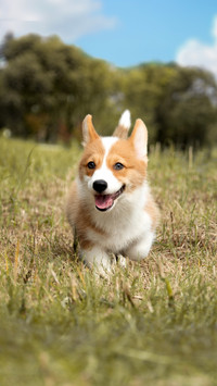 Do dogs have taste buds