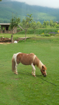 The treasure among horses is the pony