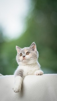 A white playful british shorthair kitten looking focused