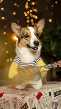 How to Clean Dog Toys 3
