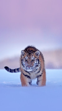 Russia. Snow flakes with wild Amur cat