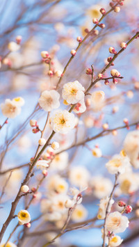寒冬腊月梅花香