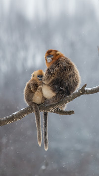 National treasurelevel rare primates