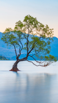 tree