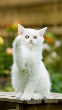 Lovely Cat Waving Claw