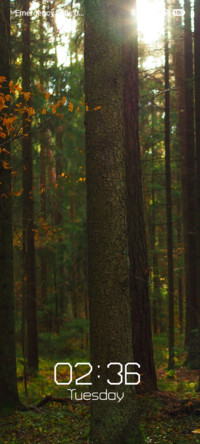Sunlit Canopy