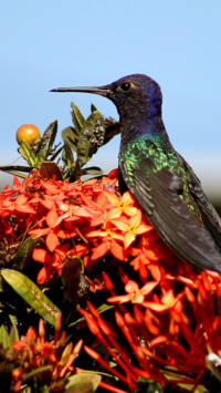 Hummingbird on a flower