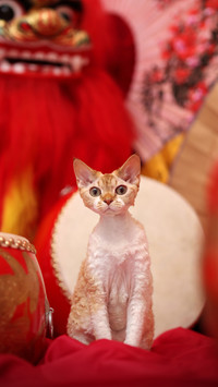 Cat Angel German Curly Cat 4