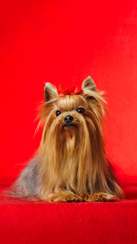 Yorkshire terrier