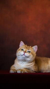 Leave the cat alone for a while