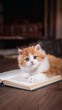一只猫的记忆有多久